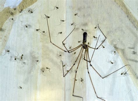家裡蜘蛛很多 木 書法